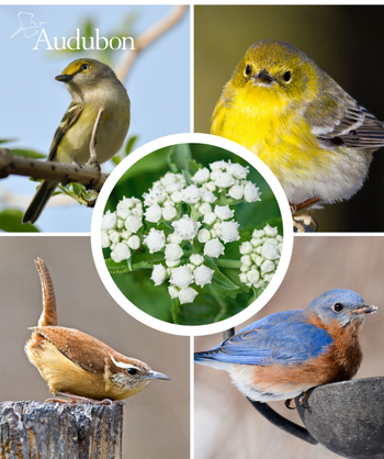 Audubon Native Wild Quinine and native birds