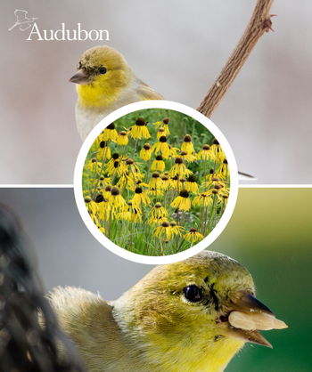 Audubon Native Yellow Coneflower and native birds
