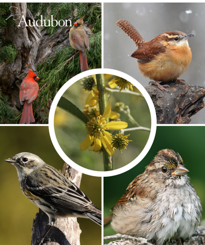 Audubon Native Yellow Wingstem and native birds