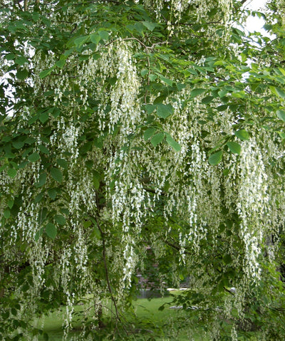 The Audubon Yellowwood in flower, showing off the white, graceful and fragrant chains of blooms surrounded by green leaves