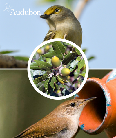 Close up of Audubon Native Willow Oak Treeling branch and acorns, two oblong shaped yellow-green acorns sit atop a grayish colored branch with long narrow oval shaped leaves that are a shiny dark green in color, centered around pictures of birds