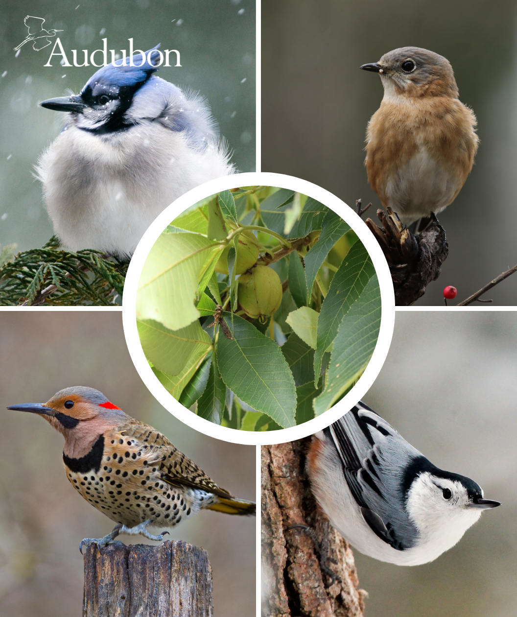 Audubon® Native Pignut Hickory Treeling