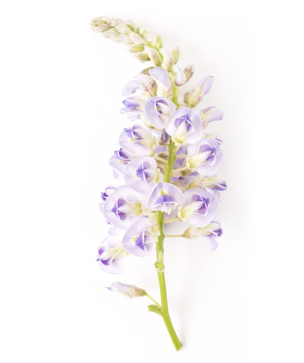 A closeup of the Aunt Dee Kentucky Wisteria violet and cream colored flower clusters on white