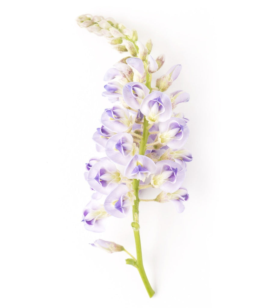 Aunt Dee Kentucky Wisteria – Bower & Branch