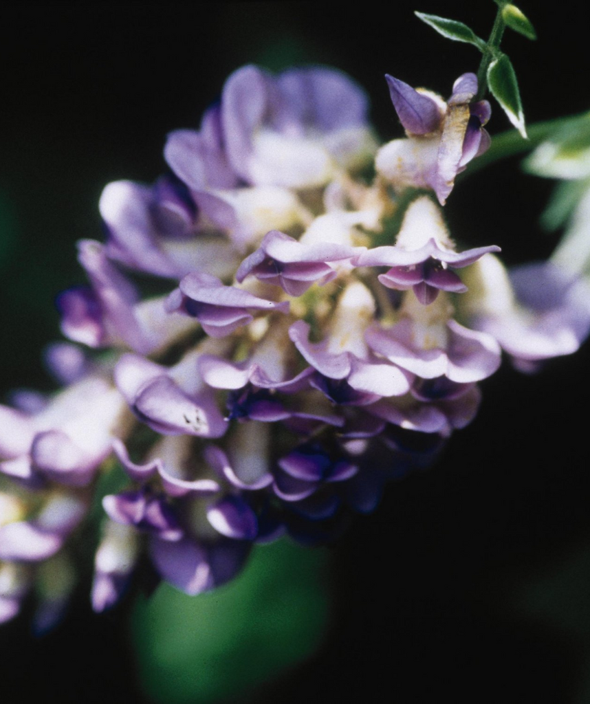 Aunt Dee Kentucky Wisteria – Bower & Branch