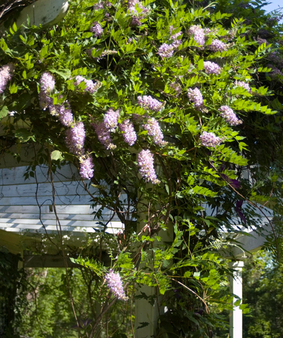 Aunt Dee Kentucky Wisteria planted in a landscape, various pyramidal clusters of small purple and white two toned flowers emerging from round green foliage