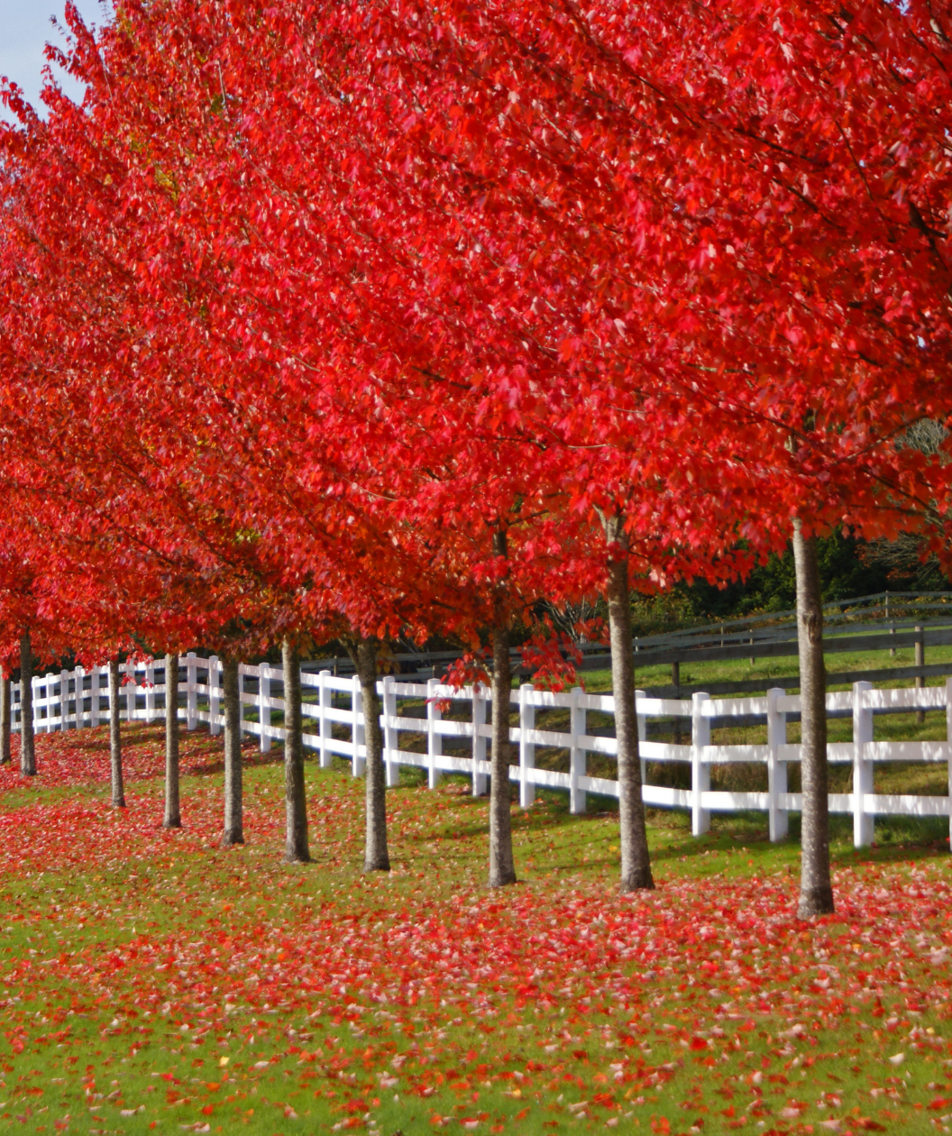 Autumn Blaze Maple trees planted along a white fence line showcasing the fiery red fall colored foliage as it falls down upon the green grass