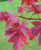 A closeup of the bright red fall foliage of the Autumn Blaze Maple