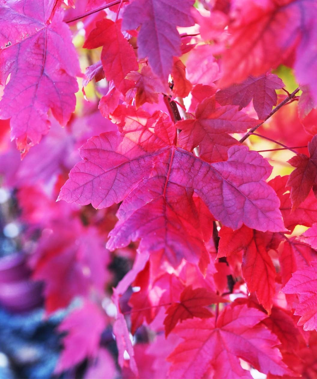 A closeup of the bright red fall foliage of the Autumn Blaze Maple
