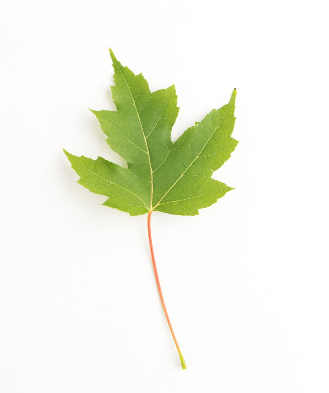 Autumn Blaze® Maple