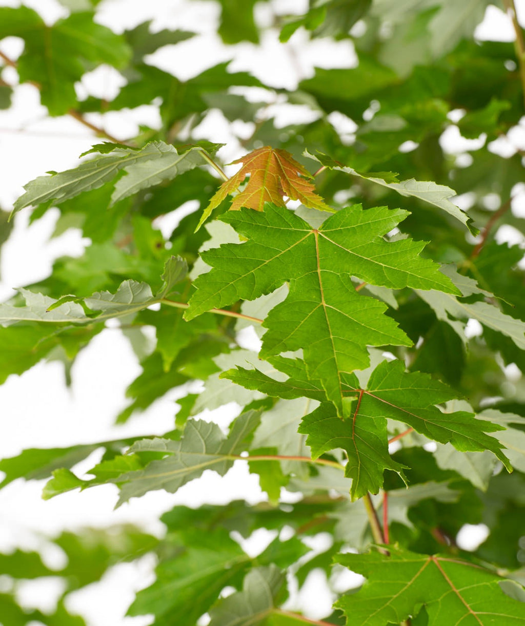 A closeup of the green leaves of the Autumn Blaze Red Maple