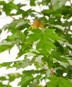 A closeup of the green leaves of the Autumn Blaze Red Maple