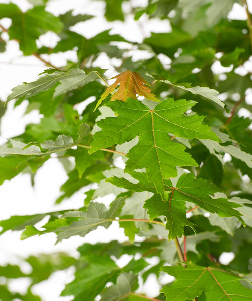 A closeup of the green leaves of the Autumn Blaze Red Maple