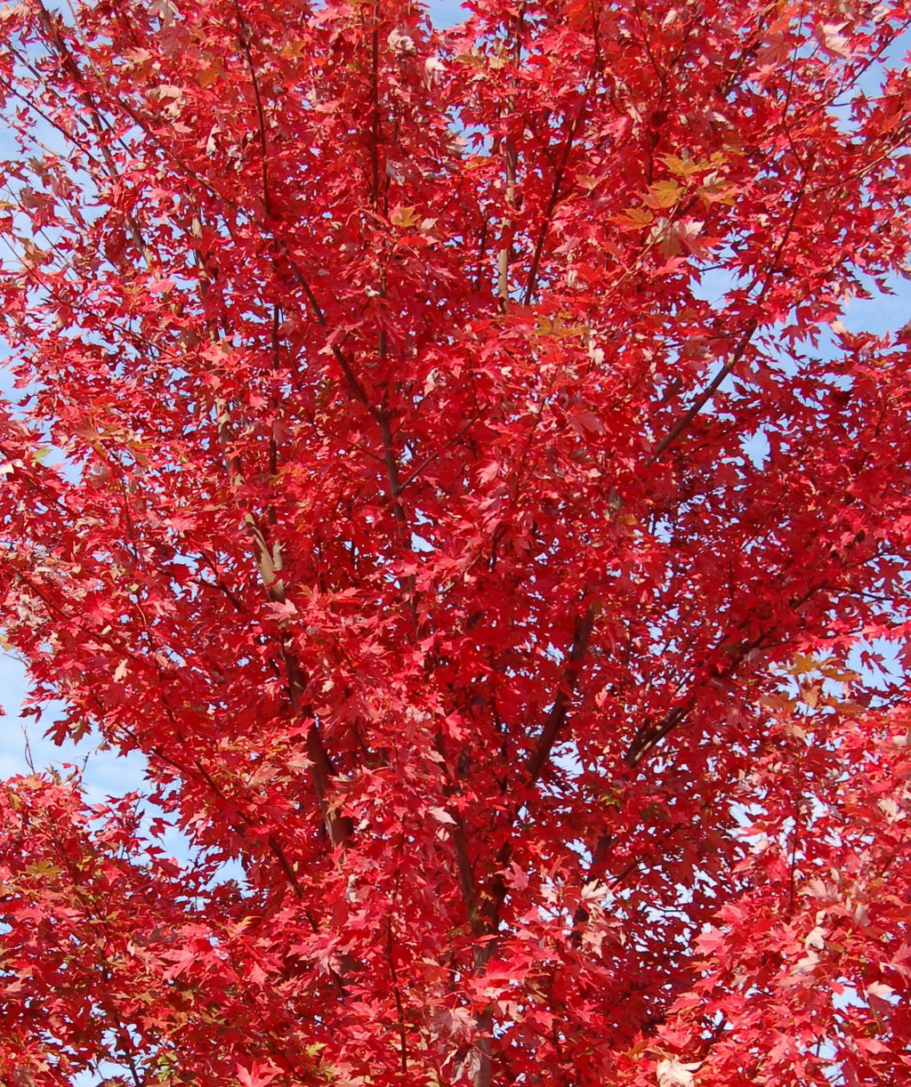Looking up at the fire engine red fall color on a mature Autumn Blaze Maple