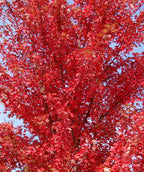 Looking up at the fire engine red fall color on a mature Autumn Blaze Maple