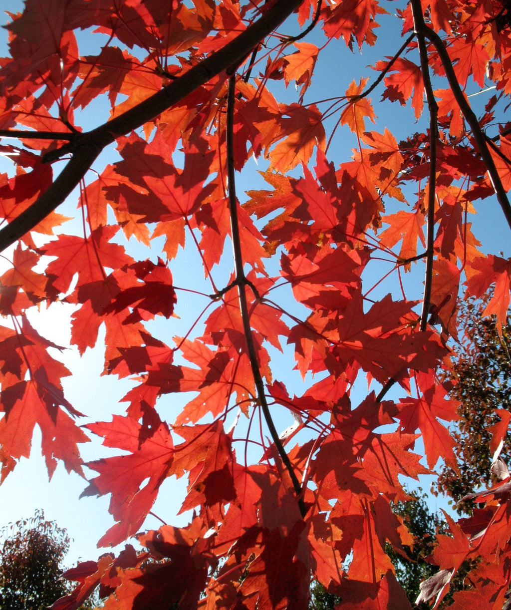 Looking up at the fire engine red fall color on the Autumn Blaze Maple with the blue sky as the background