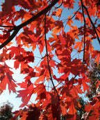 Looking up at the fire engine red fall color on the Autumn Blaze Maple with the blue sky as the background