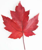 Singular red fall color leaf with a red stem of the Autumn Blaze Red Maple