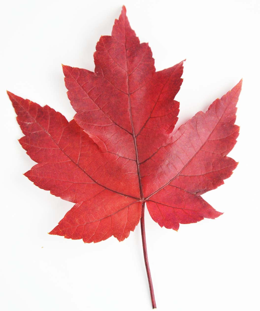Singular red fall color leaf with a red stem of the Autumn Blaze Red Maple