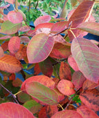 A closeup of the Autumn Brilliance Serviceberry leaves transitioning from green to a beautiful reddish-purple fall color