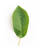 Singular oblong green leaf of the Autumn Brilliance Serviceberry 