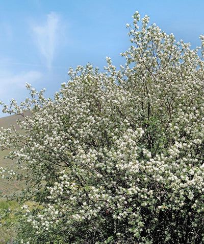 Autumn Brilliance Serviceberry covered in puffy white blooms against blue sky