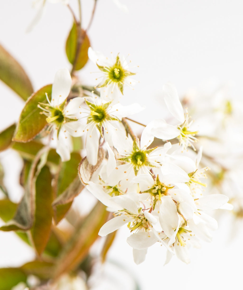 A closeup of the Autumn Brilliance Serviceberry white flowers with yellow centers