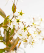 A closeup of the Autumn Brilliance Serviceberry white flowers with yellow centers