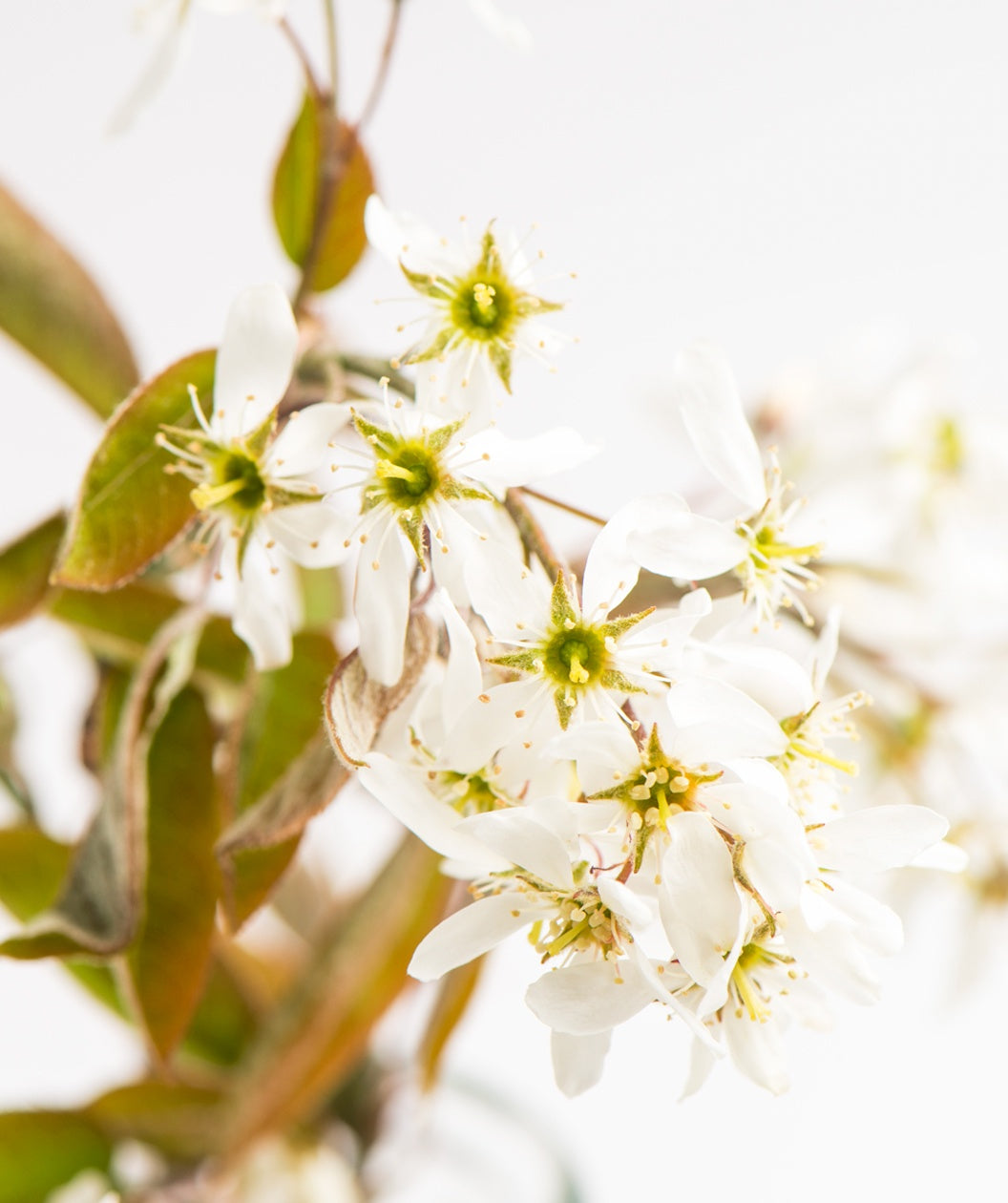 A closeup of the Autumn Brilliance Serviceberry white flowers with yellow centers