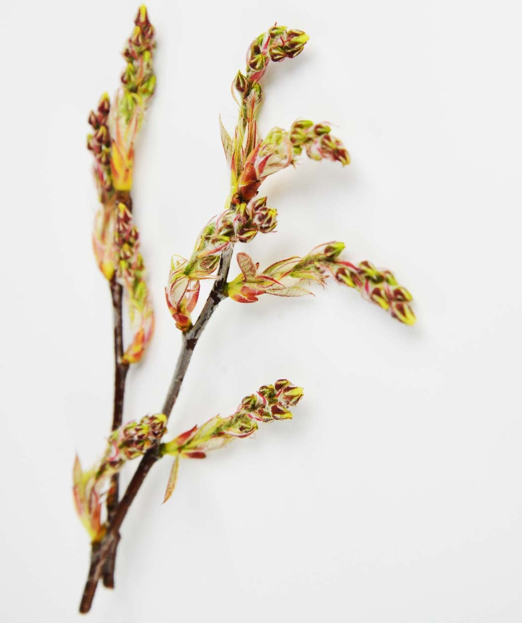 A closeup of the Autumn Brilliance Serviceberry yellow and red flower buds before they open into white flowers