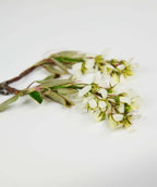 A closeup of the Autumn Brilliance Serviceberry branches with white flower buds and green leaves