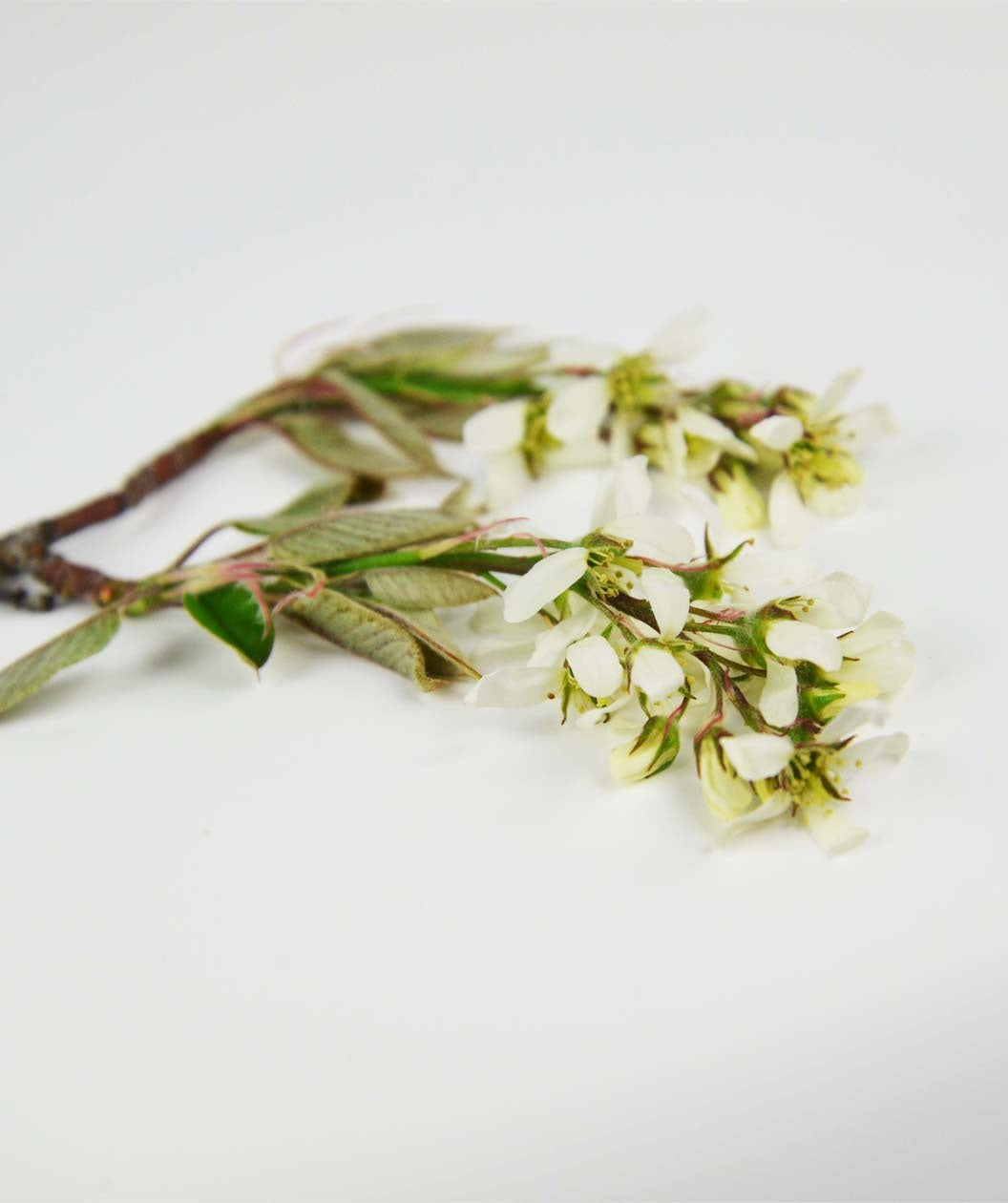A closeup of the Autumn Brilliance Serviceberry branches with white flower buds and green leaves
