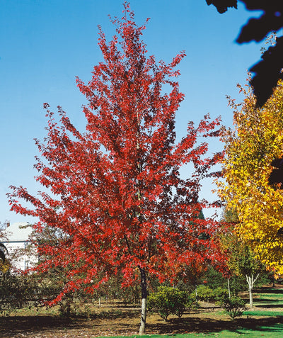 A tall Autumn Fantasy Freeman Maple tree in the landscape during fall, with bright red leaves
