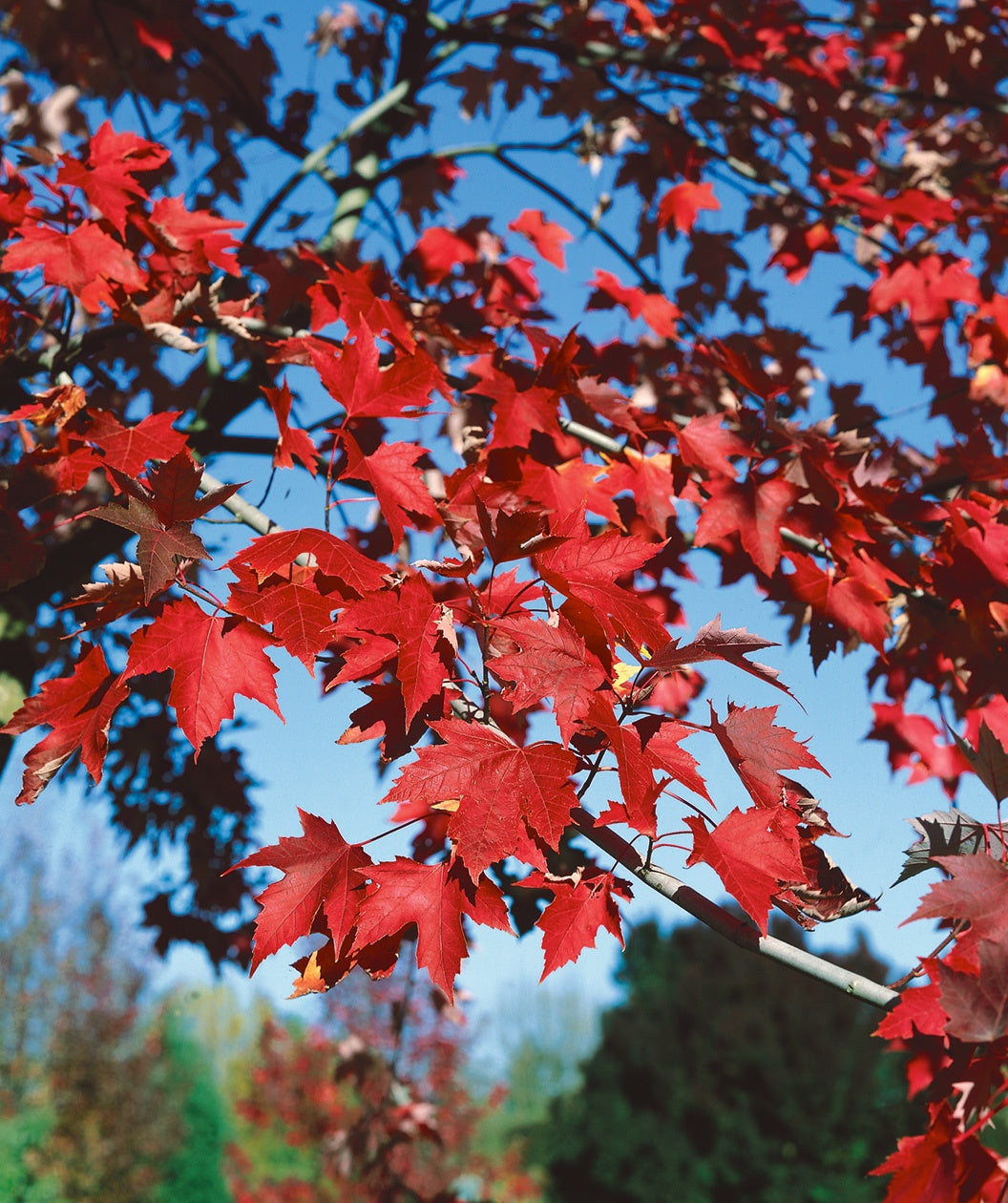A close up of a Autumn Fantasy Freeman Maple tree with rich red fall colored leaves