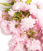 Autumn Flowering Cherry blush pink flowers