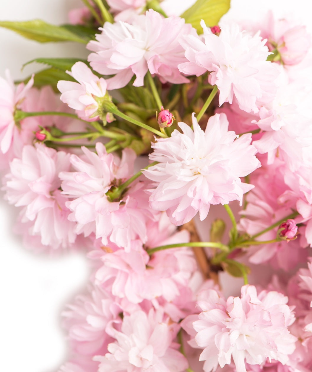 Autumn Flowering Cherry blush pink flowers