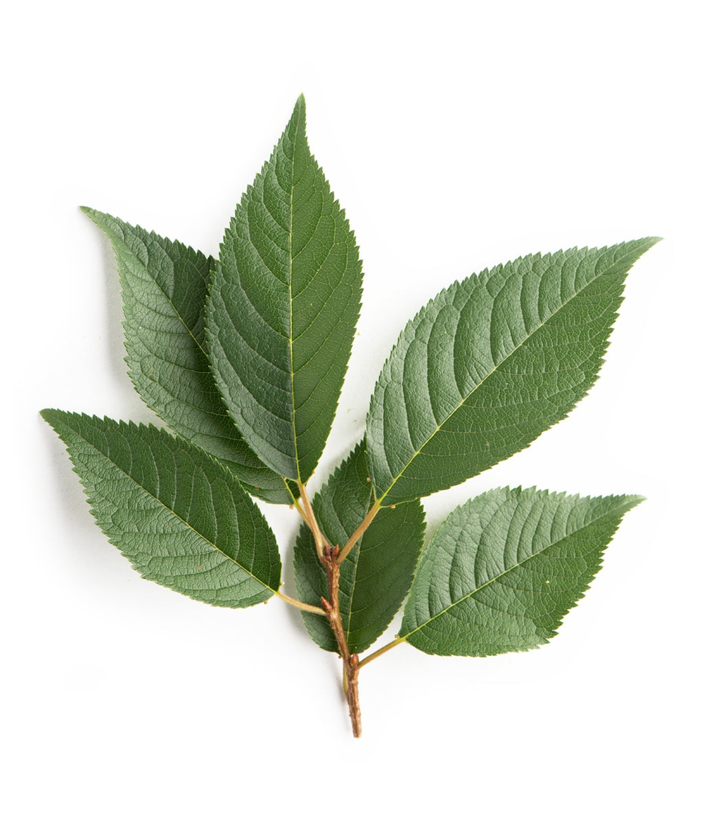 Autumn Flowering Cherry green leaves on white