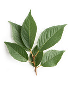 Autumn Flowering Cherry green leaves on white