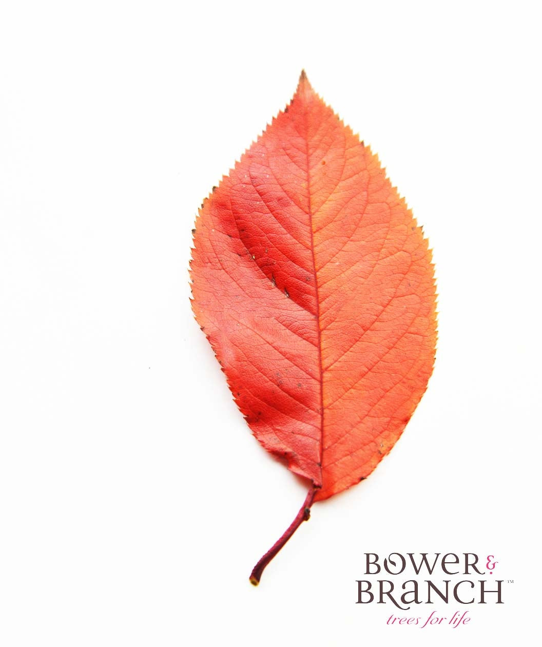 A single, oval-shaped leaf of the Autumn Flowering showing off the bright orange to red fall color on a white background