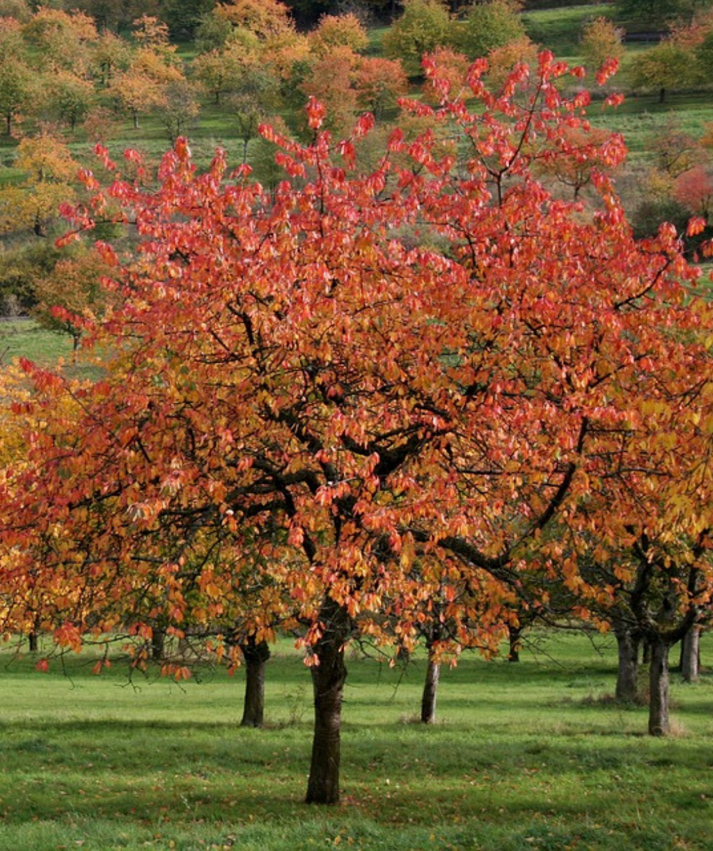 Autumn Flowering Cherry grove in red and orange fall foliage