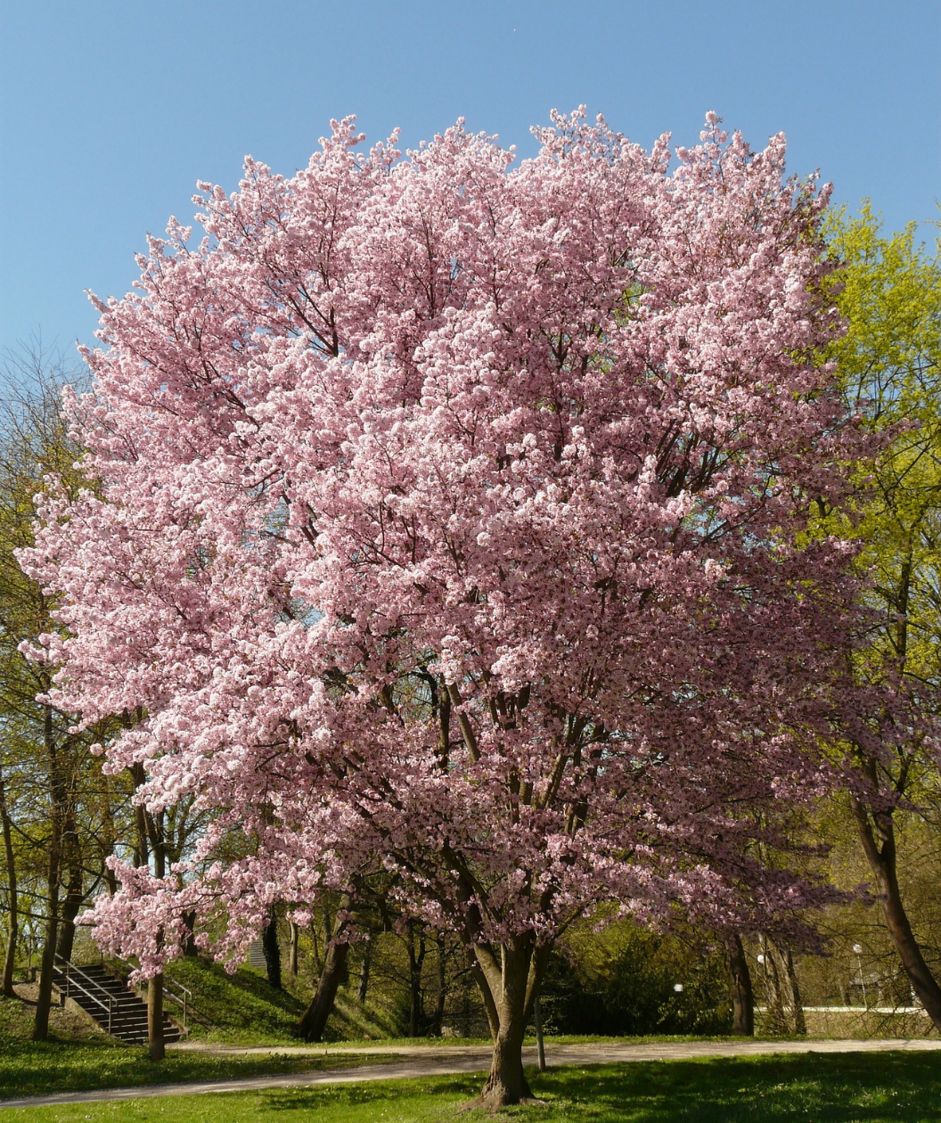 Late Season Flowering Cherry Trees for Your Garden