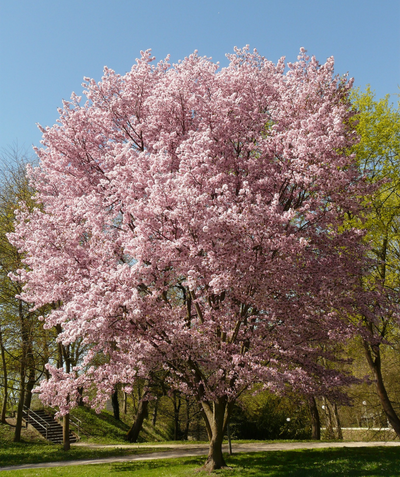 Autumn Flowering Cherry tree planted in a local park in full bloom with fluffy blush pink blooms