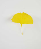 A singular Autumn Gold Ginkgo brilliant yellow fan-shaped leaf
