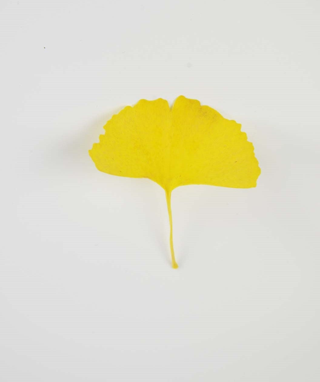A singular Autumn Gold Ginkgo brilliant yellow fan-shaped leaf