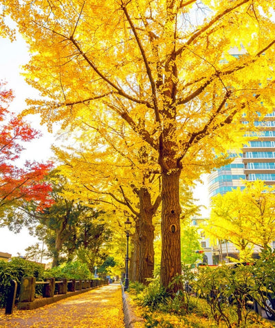 A line of Autumn Gold Ginkgo trees planted along a walkway in a city park, showing off its brilliant yellow foliage