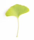 A singular Autumn Gold Maidenhair lime green fan-shaped leaf 