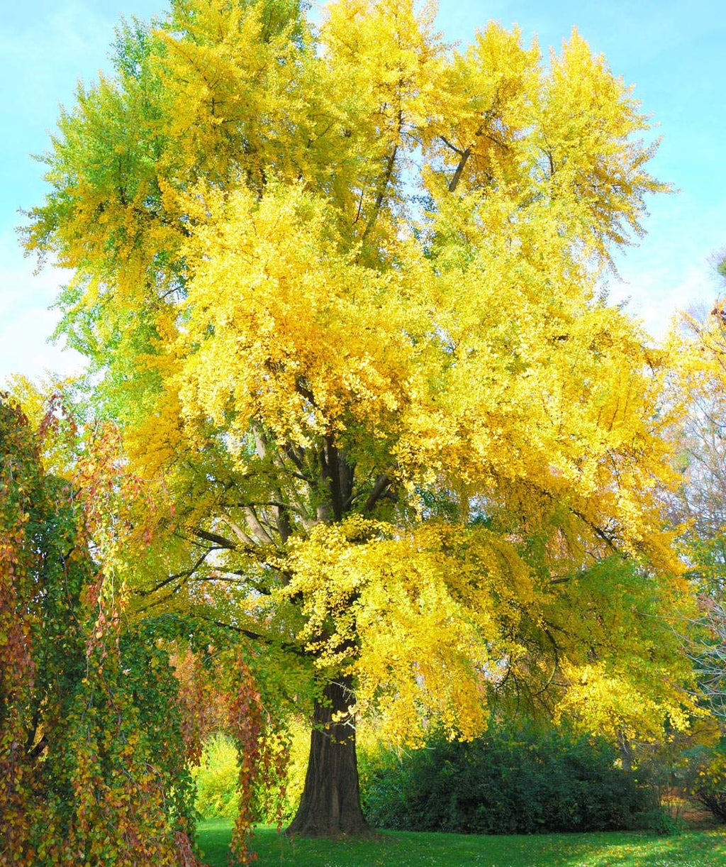 A mature Autumn Gold Ginkgo planted in a landscape showing off the foliage as it transitions from bright green to a brilliant yellow