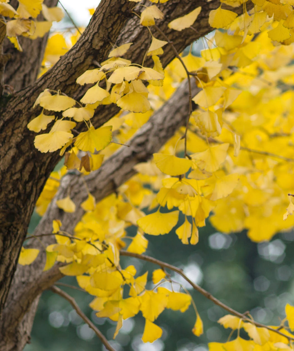 A closeup of the Autumn Gold Maidenhair tree yellow fan-shaped leaves and brown, rugged bark