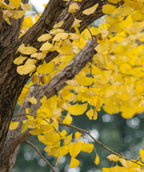A closeup of the Autumn Gold Maidenhair tree yellow fan-shaped leaves and brown, rugged bark