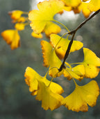 A closeup of the Autumn Gold Maidenhair tree bright yellow fan-shaped leaves hanging from branch